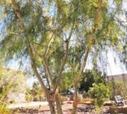 Palo Blanco