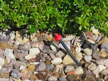 Drip line irrigation