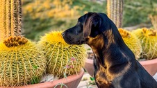 Dog outside in Arizona