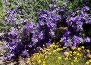 Chihuahuan Sage