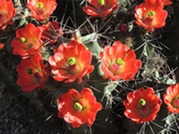 Claret Cup Cactus