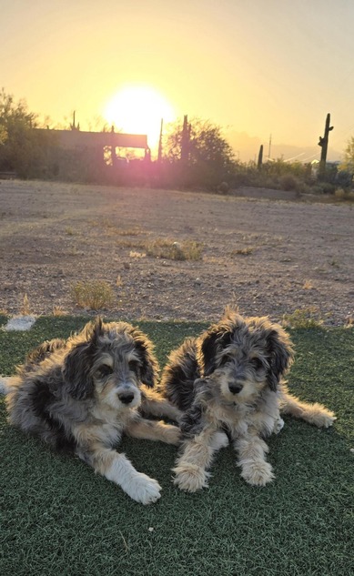 Puppies