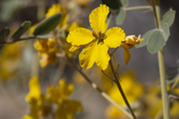 desert senna