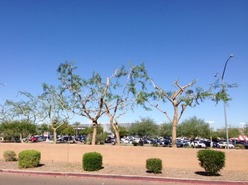 badly pruned trees