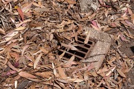 Leaves blocking a storm drain