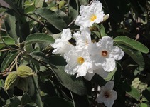 Cordia shrub