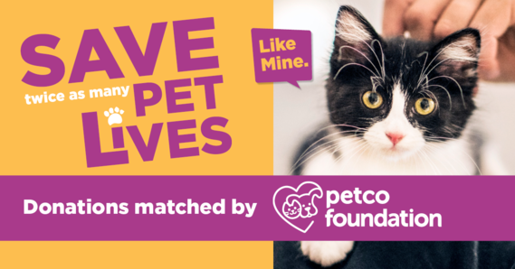 petco foundation