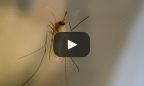 Mosquito video
