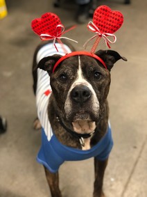Valentine Dog