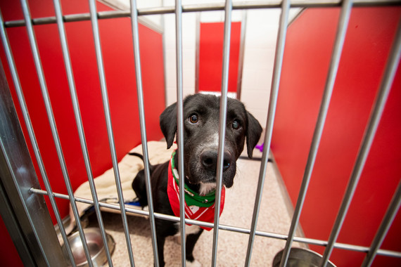 Dog in PACC kennel