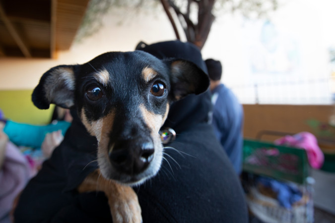 Dog looks into camera