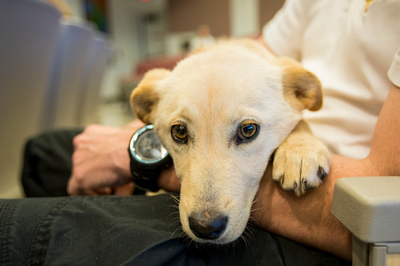 Dog looks into camera