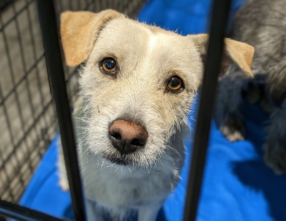 dog in kennel