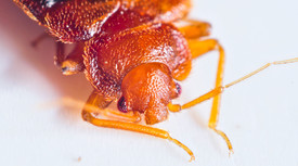 up close picture of a cockroach