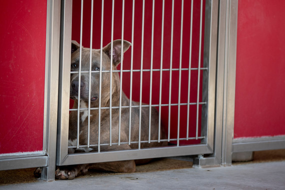 dog in kennel