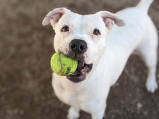 pacc dog food donations 