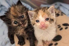 pacc other ways to help