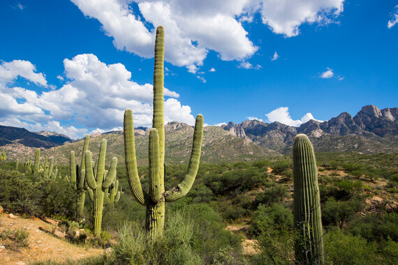 Cactus and blue sky