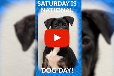 National Dog Day