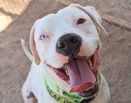 a pet for everyone at pacc