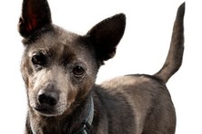 pacc dogs