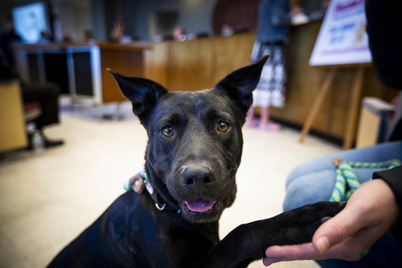 dog looks into camera