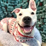 Give a dog a 'Home for the Holiday' over Thanksgiving weekend