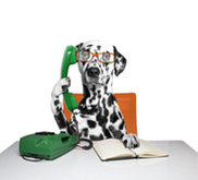 A dalmatian listening to someone talking on the phone. 