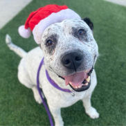 PACC pets can make perfect gifts