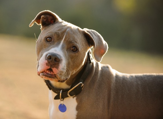 dog with a collar and tag