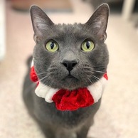 Grayson, an adoptable, gray, senior cat at the Pima Animal Care Center