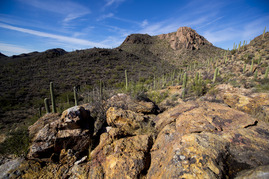 A wide shot of Tucson Mountain Park
