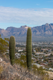 Tucson cityscape 