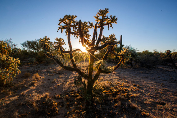 cactus with sun behind it