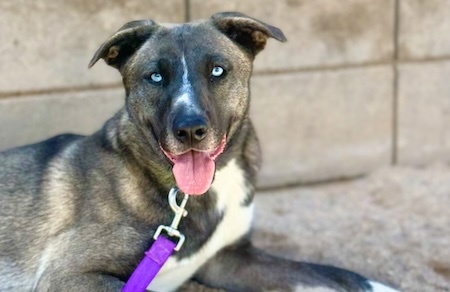 Luna Lovegood, a PACC dog