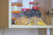 mouse in cabinet