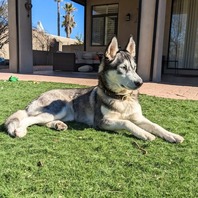 Shasta, an adoptable dog at PACC!