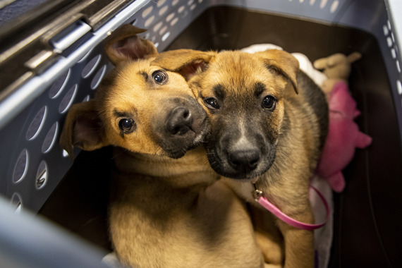 puppies in carrier