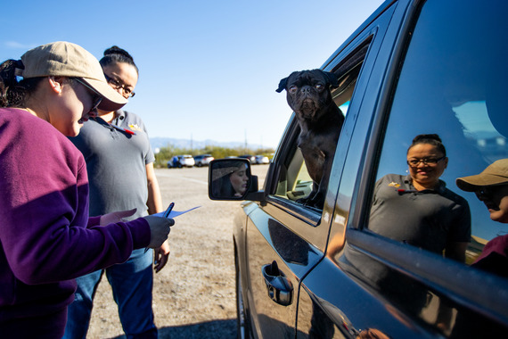car with dog at microchip clinic