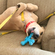 Haiku, an adoptable dog at PACC