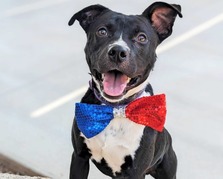 Bridgerton from PACC