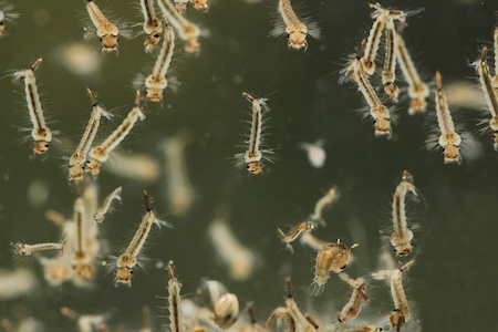 Mosquito larvae