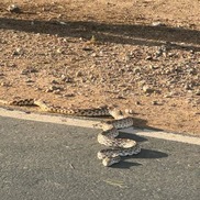 A rattlesnake on the Loop