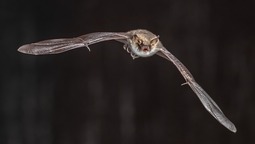 Bat