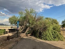 A knocked-down tree across the Loop
