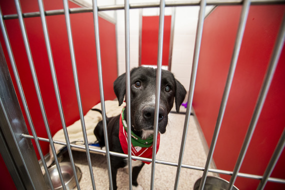 dog in kennel