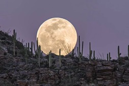 The moon over the saguaros