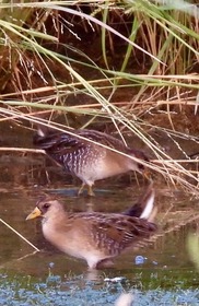 Sora (bird) at Canoa Ranch
