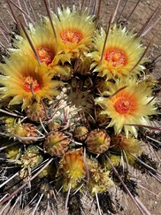 Hatpin barrel cactus