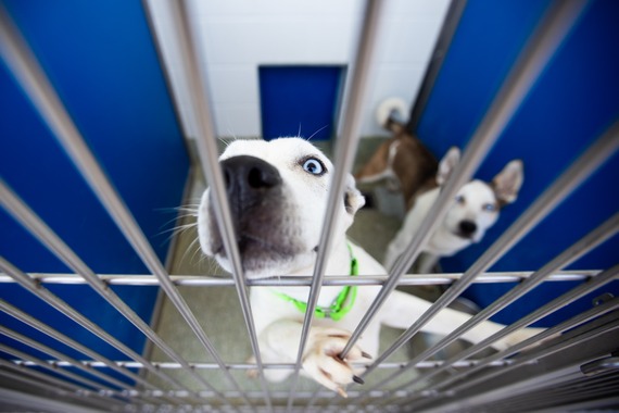 dog in crate